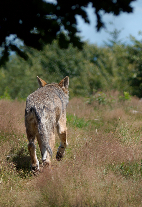 Les loups de la Chabrière 3810259583_83d3d8c785_o