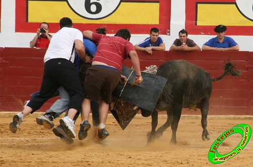 Concurso de roscaderos Ejea de los Caballeros (Zaragoza) 27-06-2009 ganaderia Pedro Dominguez (Funes, Navarra) 3678542287_5da7f0bc21