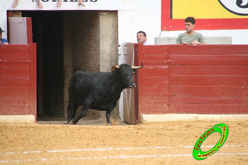 Concurso de roscaderos Ejea de los Caballeros (Zaragoza) 27-06-2009 ganaderia Pedro Dominguez (Funes, Navarra) 3678510983_9c7313299d