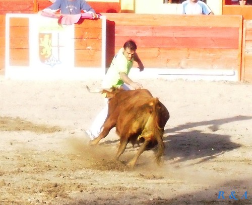 El Burgo de Ebro (Zaragoza). Concurso de Anillas con Reses de la Ganadería de Hnos. Ozcoz, de Fuentes de Ebro 3480874274_6544aa818e