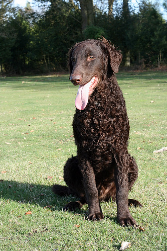 Kodrasti prinašalec [ Curly - coated Retriever ] 3508487994_7cf2b90942