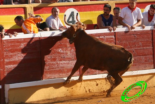 Tudela (Navarra) 26-07-2009 Ganaderia Ustarroz (Arguerdas, Navarra) 3765582601_121d8eab8b