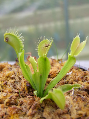 Sarracenia et dionaea pour une fois... 5747347322_c8f3047202