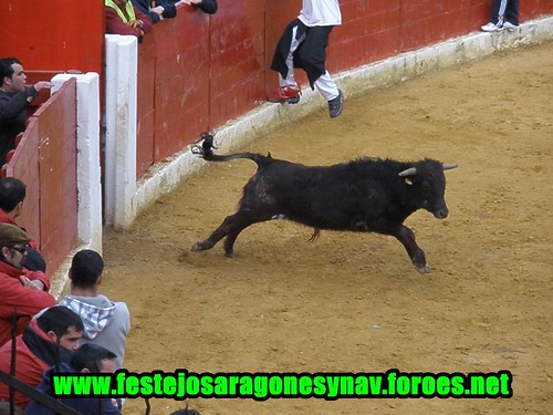 Calahorra domingo 01 - 03 - 2009 Ganaderia German Vidal 3320344158_050c3a0987