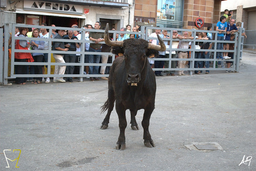 Magallón (Zaragoza) 9.8.2009 Ganadería Merino Gil - Garde (Marcilla, Navarra) 3807144107_4385a5ca42