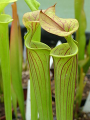 Sarracenia la saison est là... 3428120209_b290cc5c11_m