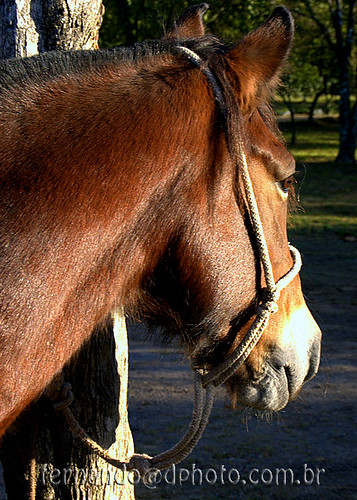 III Cavalgada Ecológica