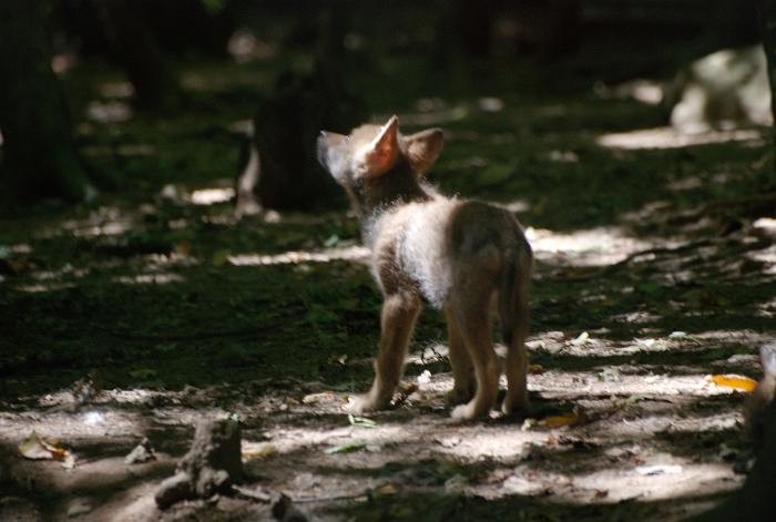 Les loups de la Chabrière 3810259089_dc4dc32549_o