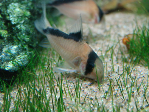 Fotografias de corydoras - Fotogaleria 3643885669_841f14b070