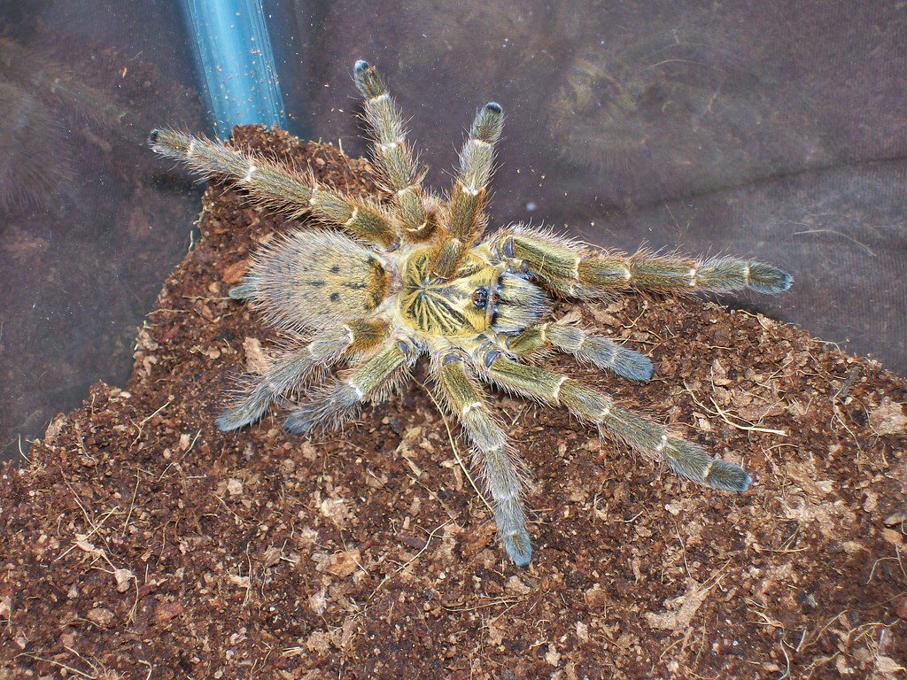 My Rehoused OBT 3390105147_44e5b528b9_b