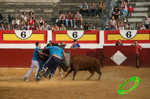 Concurso de roscaderos Ejea de los Caballeros (Zaragoza) 27-06-2009 ganaderia Pedro Dominguez (Funes, Navarra) 3680472209_1b94f78a19