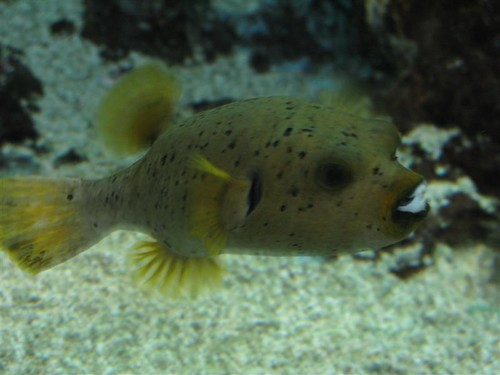 Sealand Aquarium, Noirmoutier 3657806131_91e143cfdf