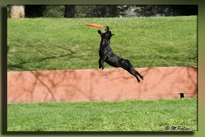 apprendre le frisbee - Page 2 3469104746_54f3f796ab_o