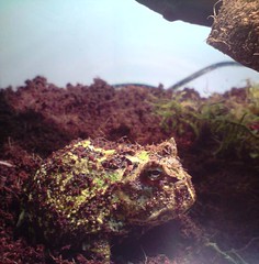 Photo Ceratophrys Cranwelli 3417036841_e2a5a4c553_m