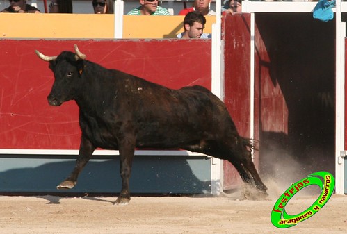 Borja (Zaragoza) desafio de ganaderias Murillo Conde (Tauste, Zaragoza) y Jose Arriazu e hijos (Ablitas, Navarra) 3965866840_af1ded62f1