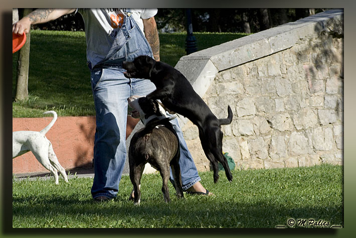 apprendre le frisbee - Page 2 3469097402_34625bb074_o