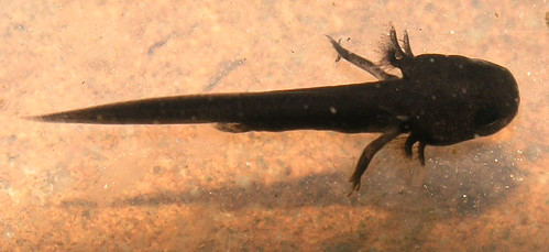 Paramesotriton laoensis 3359587173_605f7b3712