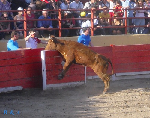 El Burgo de Ebro (Zaragoza). Concurso de Anillas con Reses de la Ganadería de Hnos. Ozcoz, de Fuentes de Ebro 3480899814_c469c42456