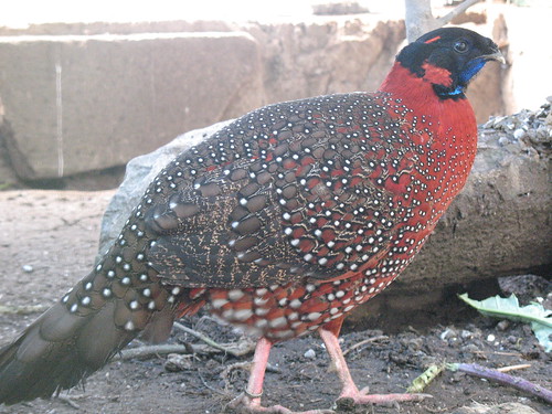 As especies de Tragopans 3357428131_661645cb27