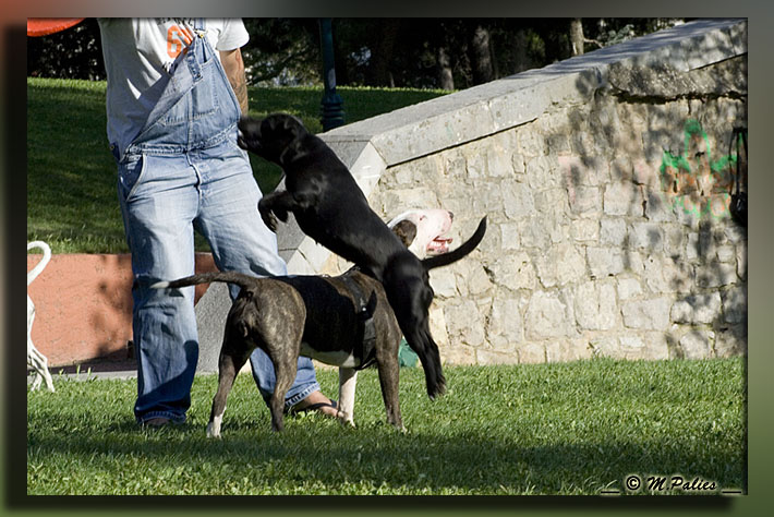 apprendre le frisbee - Page 2 3469097622_d0b61967e4_o