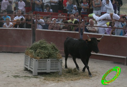 Ainzon (Zaragoza) 6-06-2009 Ganaderia "El Ruiseñor" (Frescano, Zaragoza) 3607995808_feed7f5a6d