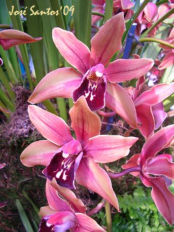 Cymbidium na Exposição de Londres 3405881713_77ffd423e9