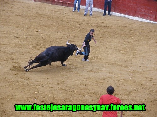 Calahorra domingo 01 - 03 - 2009 Ganaderia German Vidal 3319495503_02b0240f90