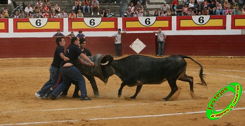 Concurso de roscaderos Ejea de los Caballeros (Zaragoza) 27-06-2009 ganaderia Pedro Dominguez (Funes, Navarra) 3679719734_2f0548b924