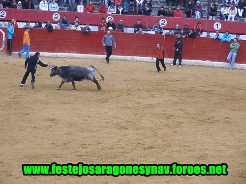 Calahorra domingo 01 - 03 - 2009 Ganaderia German Vidal 3320276022_1d1565ef85