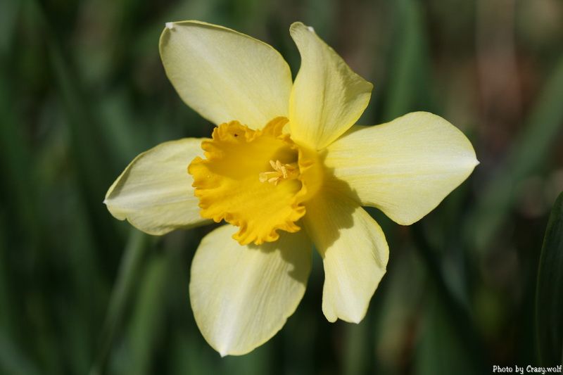 Seven Daffodils ... 3391820905_a31c77b3f6_o