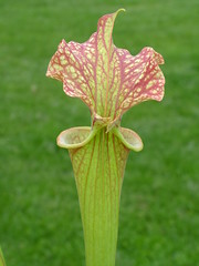 Sarracenia la saison est là... 3451768947_8038c7defd_m