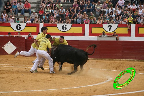 Concurso de roscaderos Ejea de los Caballeros (Zaragoza) 27-06-2009 ganaderia Pedro Dominguez (Funes, Navarra) 3679321960_1189411937