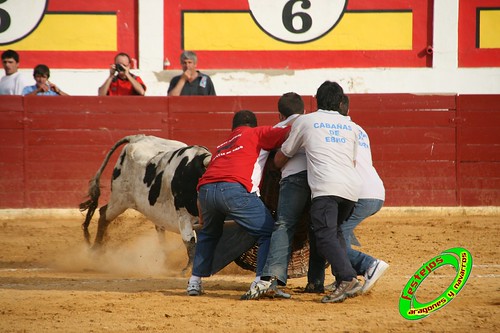 Concurso de roscaderos Ejea de los Caballeros (Zaragoza) 27-06-2009 ganaderia Pedro Dominguez (Funes, Navarra) 3681246856_e9d128c229