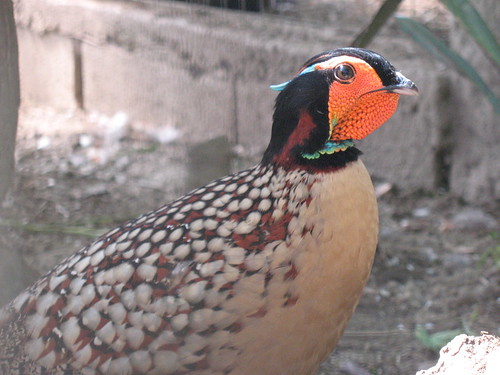 As especies de Tragopans 3357428149_0cc712d6f4