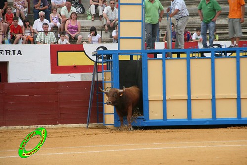 Ejea de los Caballeros (Zaragoza) Desencajonada de los toros del concurso ganaderia Alfredo Iñiguez 3677397257_db6ab5cceb