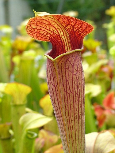 Sarracenia le retour... 3698100721_50ffdefc52