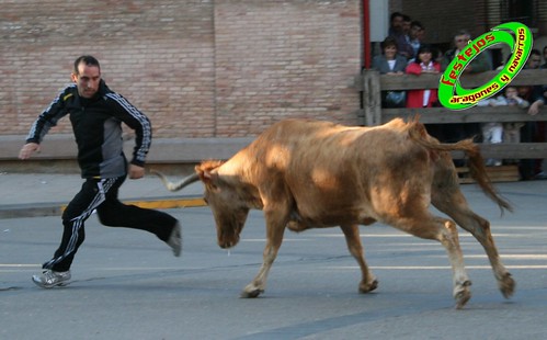 Aldeanueva de Ebro (La Rioja) 15-05-2009 Ganaderia Merino 3542895761_63911034b2