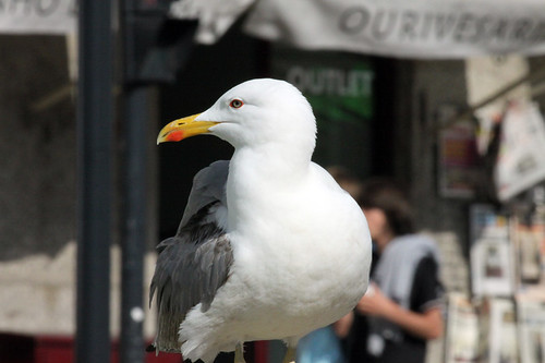 Gaivota-argêntea (Larus michahellis)