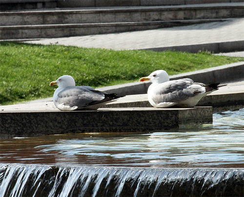 Gaivota-argêntea (Larus michahellis)