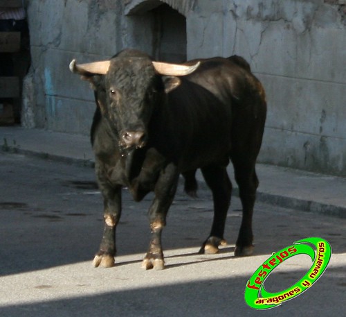 Cortes de Navarra (Navarra) Ganaderia Macua 26-06-2009 3676037988_e8f7fbc3d6