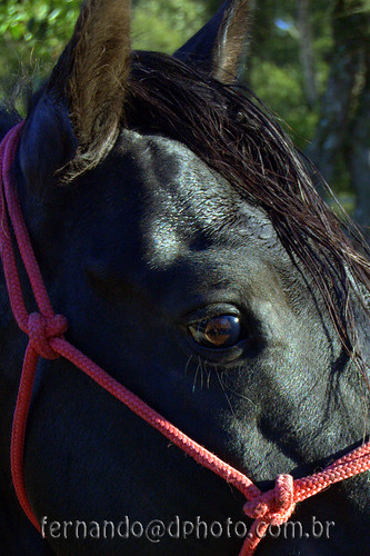 III Cavalgada Ecológica