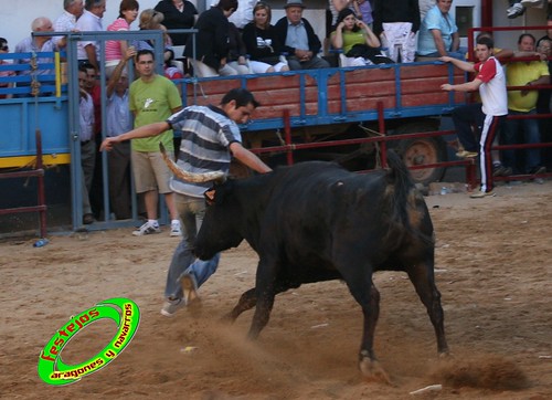 Alpartir (Zaragoza) 21-06-2009 Ganaderia "El Ruiseñor" (Frescano) 3656800606_c407e4f7fd