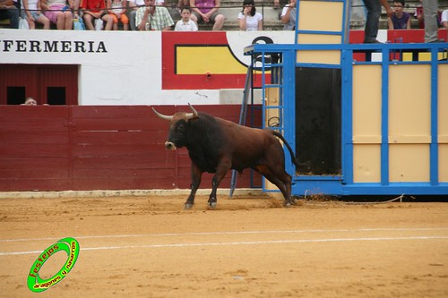 Ejea de los Caballeros (Zaragoza) Desencajonada de los toros del concurso ganaderia Alfredo Iñiguez 3678197654_dd1cc8bdb9