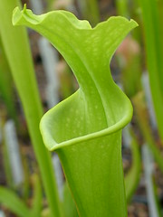 Sarracenia la saison est là... 3428925992_210689c78e_m