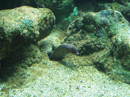 Sealand Aquarium, Noirmoutier 3658600992_64132e9870