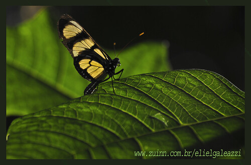 Borboleta