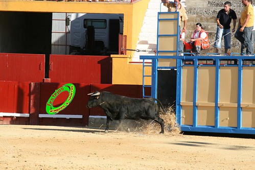 Alagon (Zaragoza) Desencajonada y vacas encintadas Ganaderia de Jose Luis Cuartero (Pradilla de Ebro) 11-6-2009 3627923995_67759f96d4