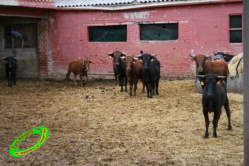 Ganaderia de Antonio Bañuelos (Burgos) 3565832629_533396e674