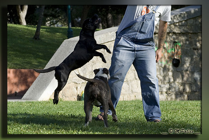 apprendre le frisbee - Page 2 3468285979_eb388bf31b_o