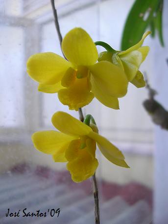 Cinco Dendrobium 3487155352_d99de4824b